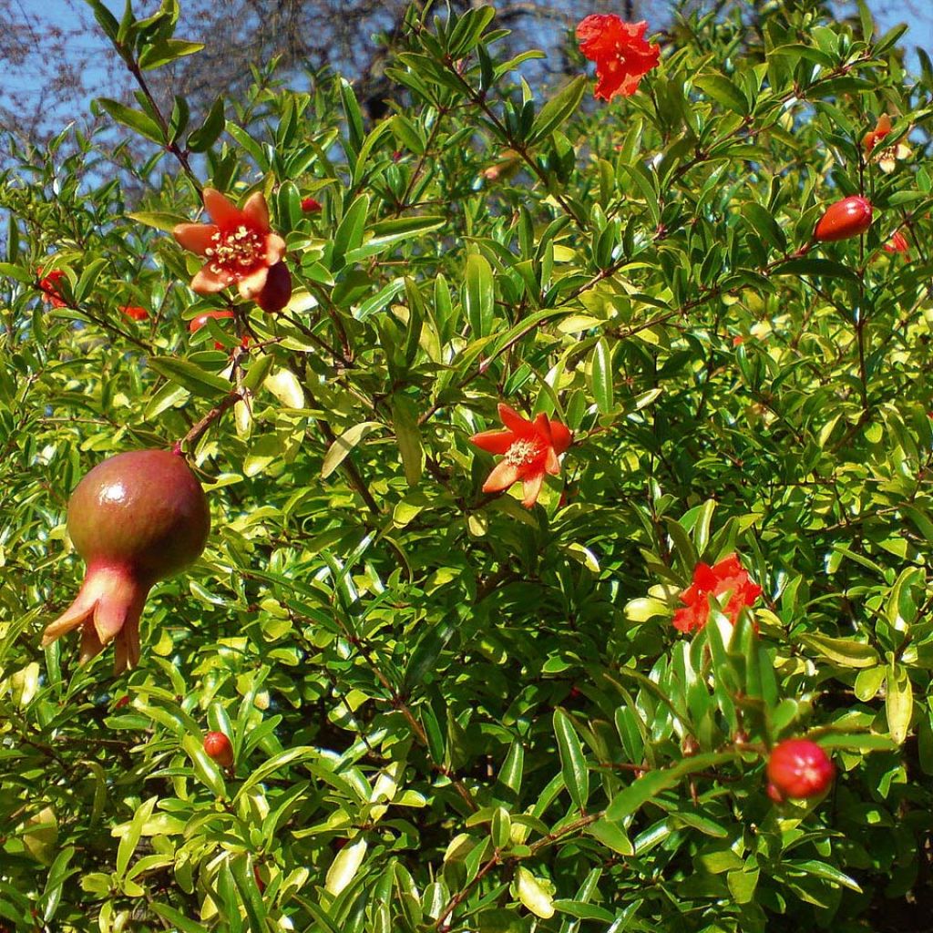 Granaattiomena Nana