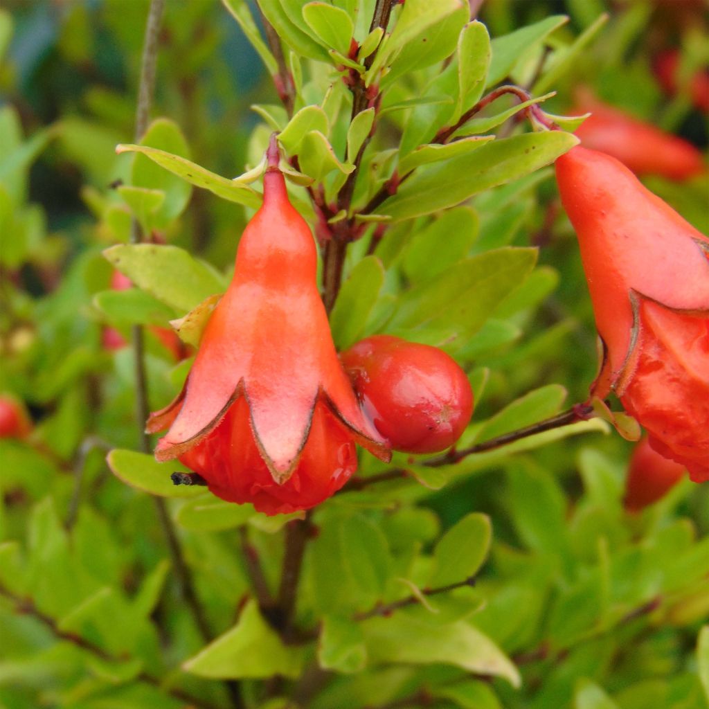 Granaattiomena Nana