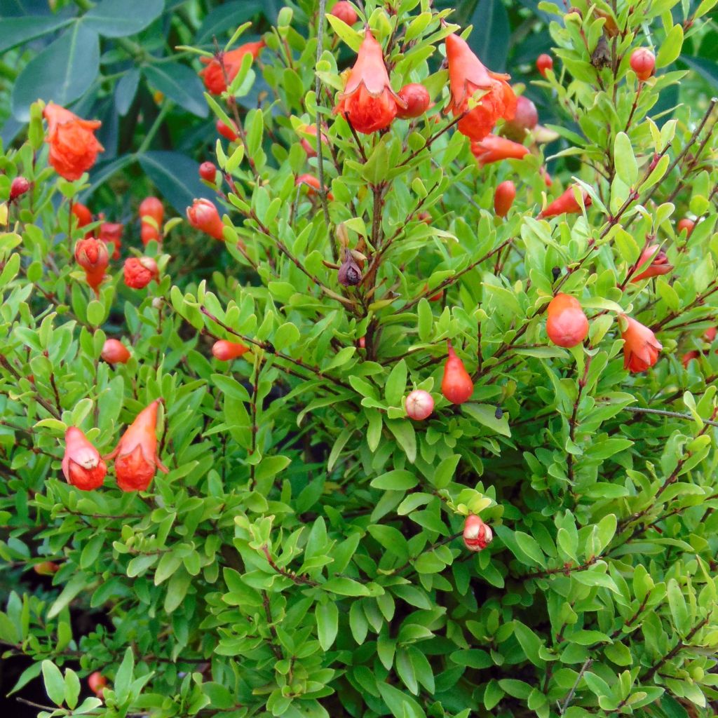 Granaattiomena Nana