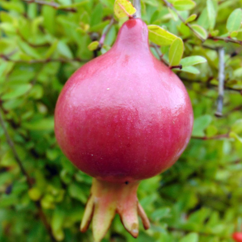 Granaattiomena Nana