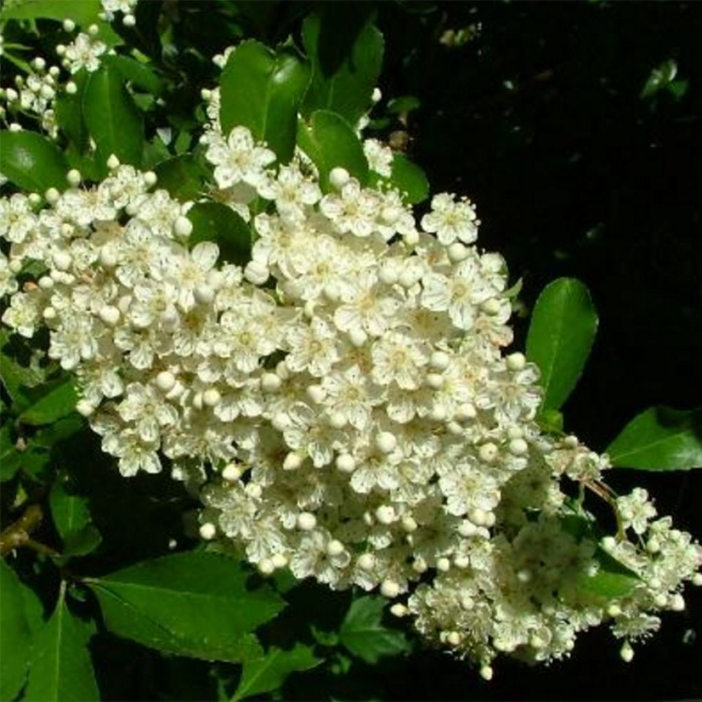 Välimerentulimarja Golden Charmer