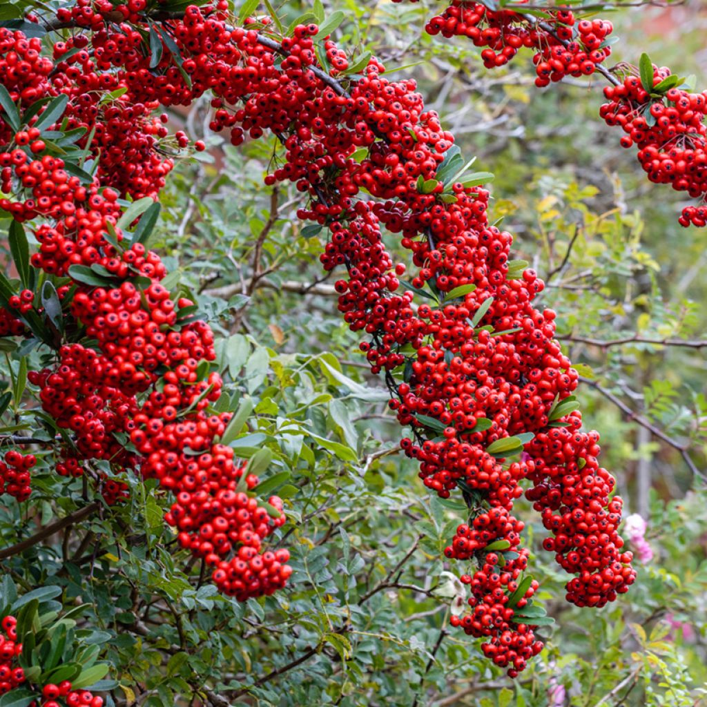 Välimerentulimarja SAPHYR Rouge Cadou