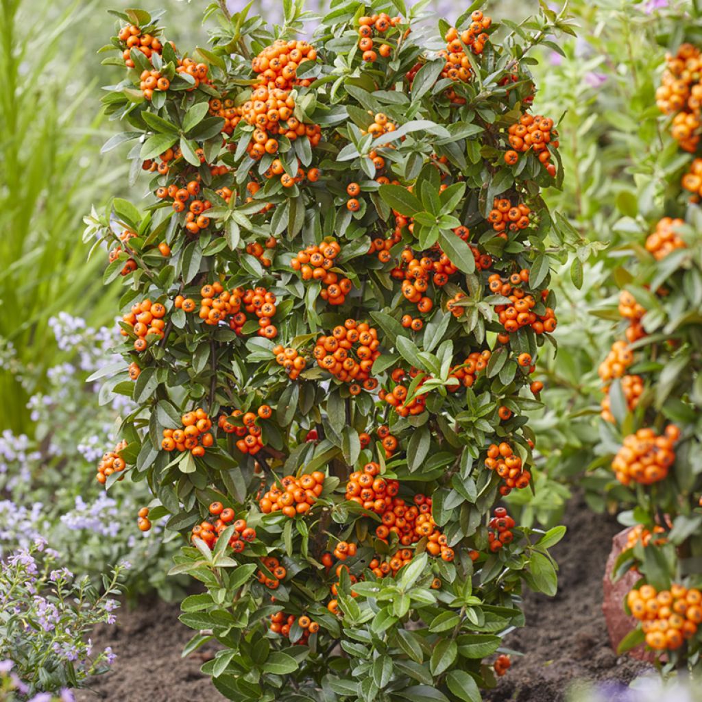 Välimerentulimarja Orange Star