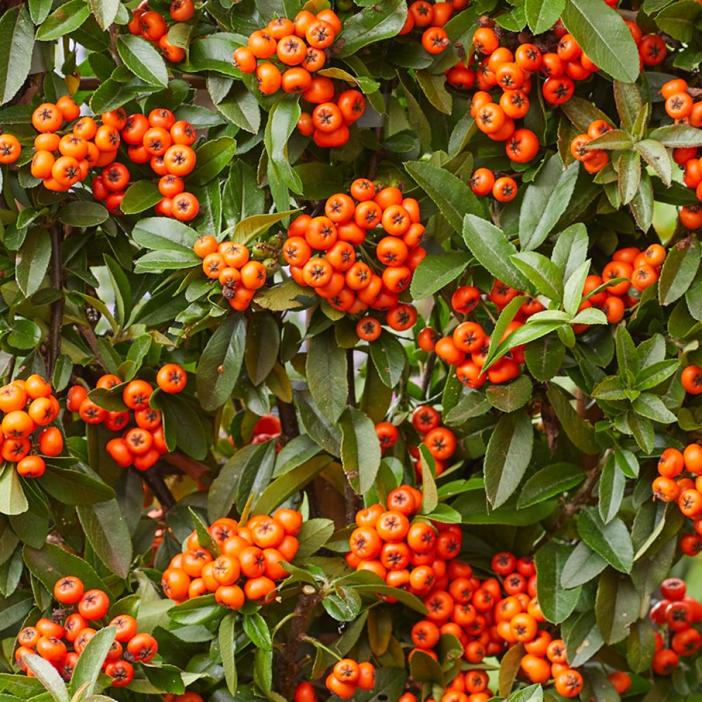 Välimerentulimarja Orange Star