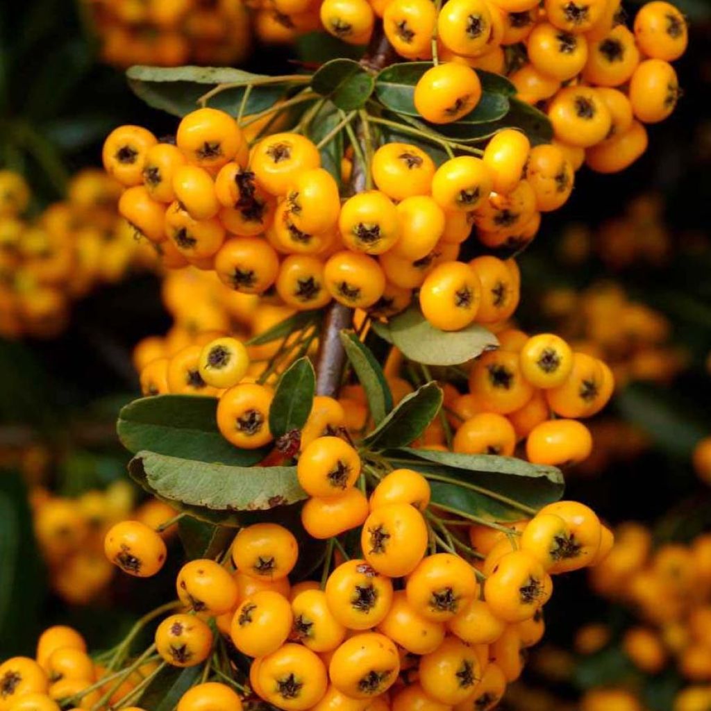 Välimerentulimarja Saphyr Jaune