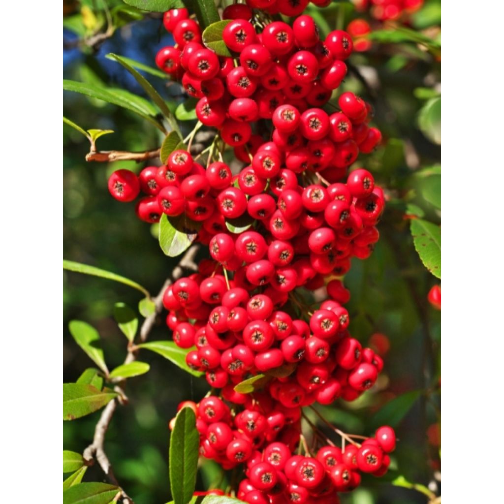 Välimerentulimarja SAPHYR Rouge Cadou