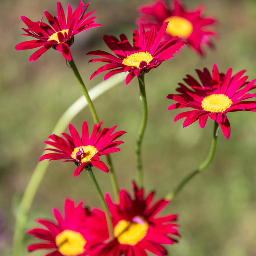 Punapietaryrtti Robinson's Red