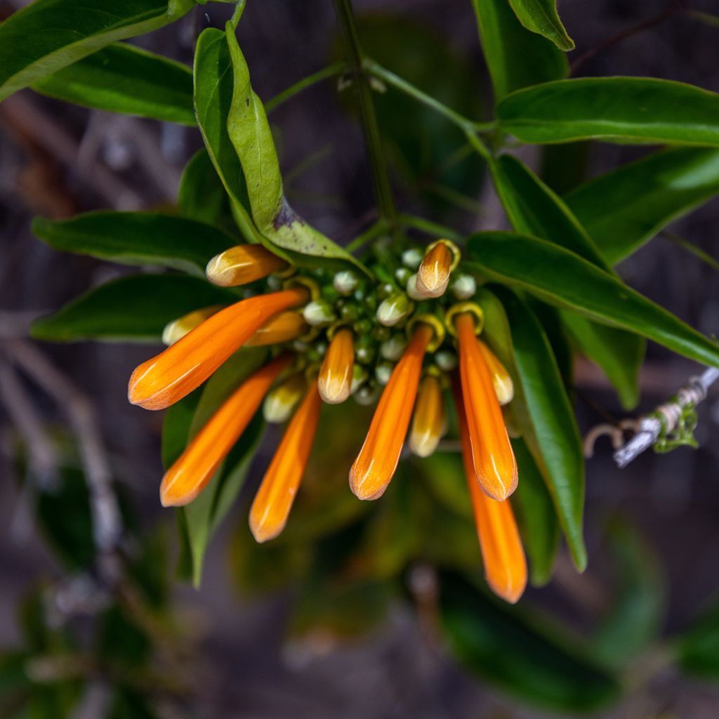 Tulitrumpetti - Pyrostegia venusta