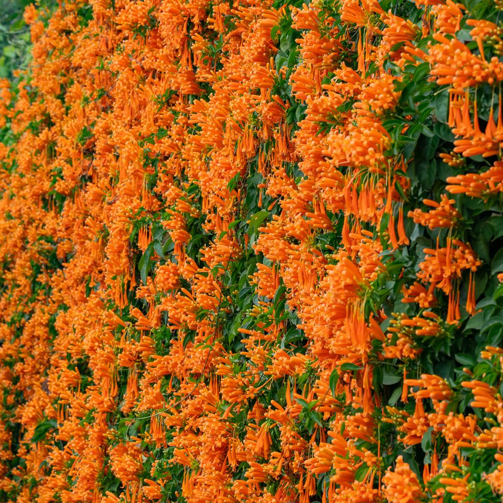 Tulitrumpetti - Pyrostegia venusta