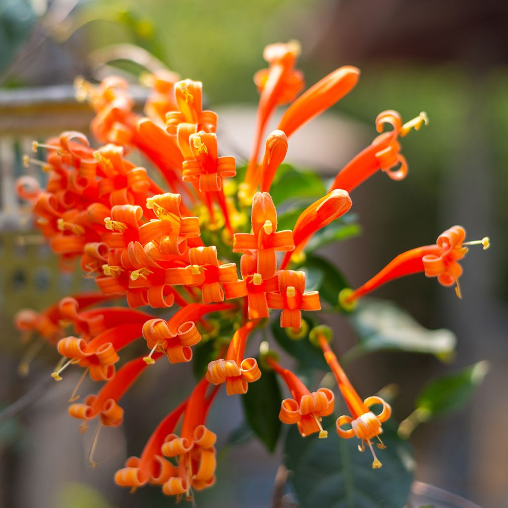 Tulitrumpetti - Pyrostegia venusta