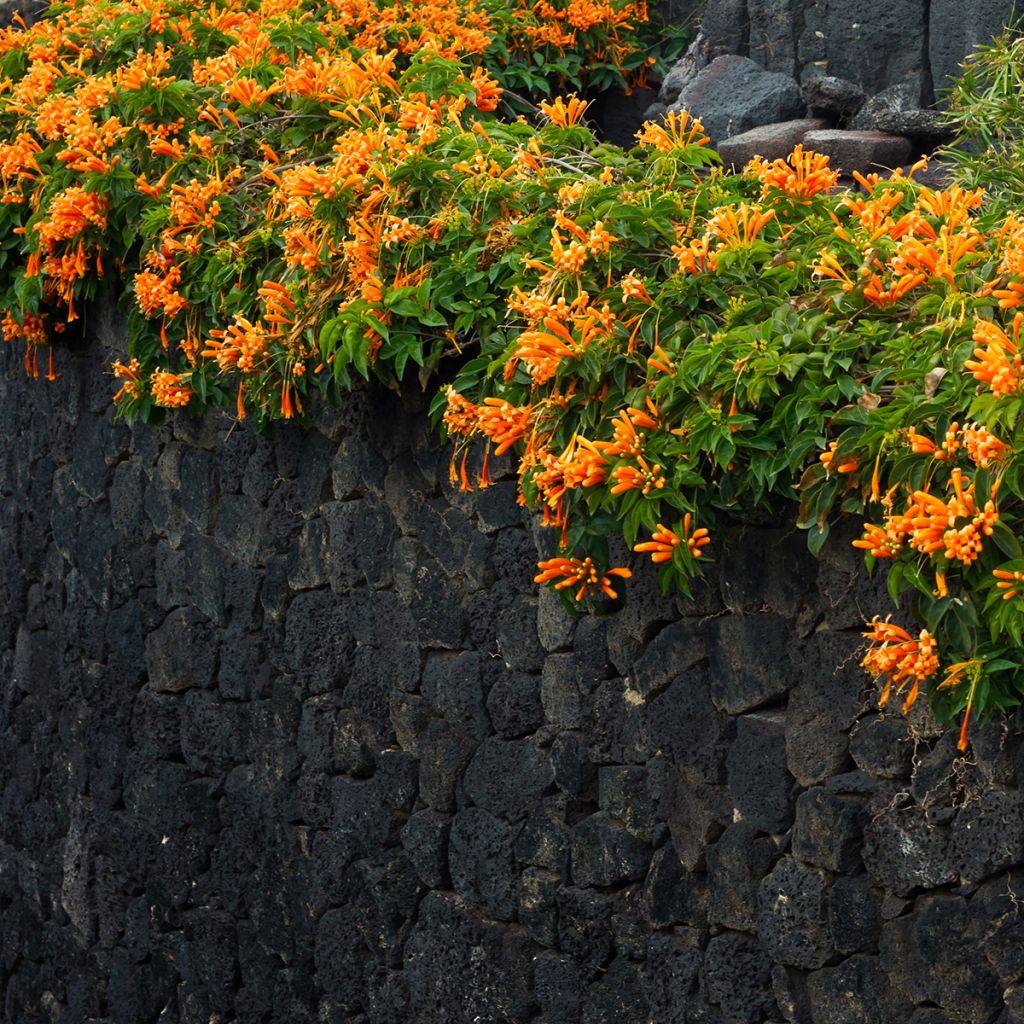 Tulitrumpetti - Pyrostegia venusta