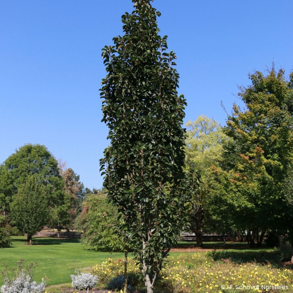 Koristepäärynä Javelin