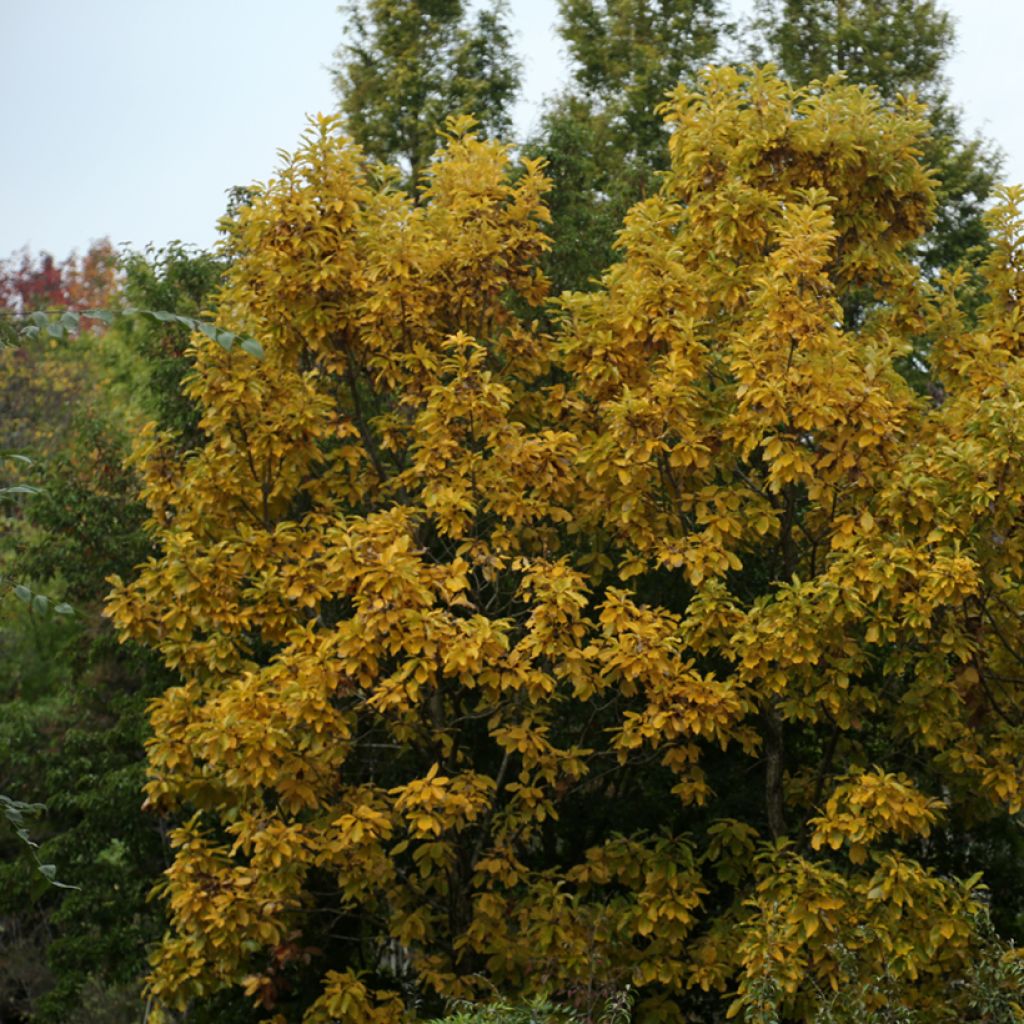 Idänvalkotammi - Quercus aliena