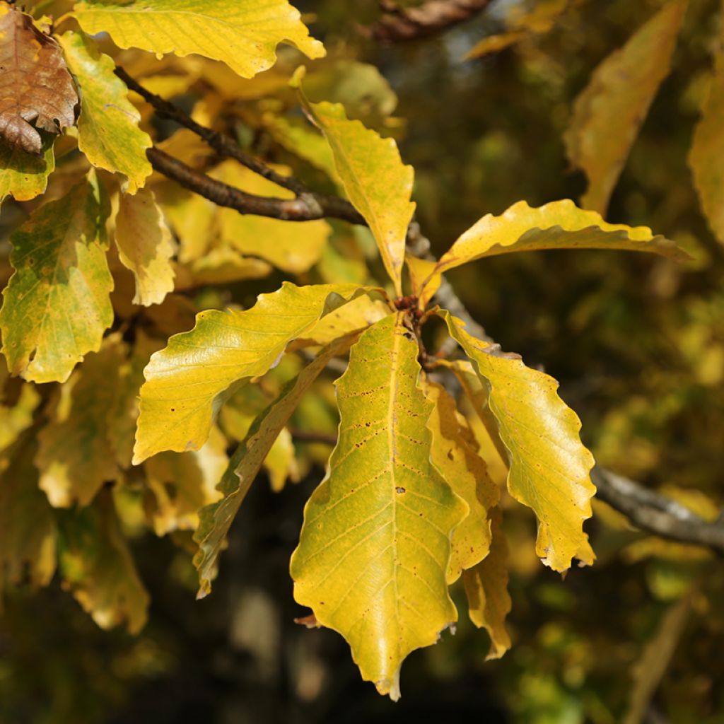 Idänvalkotammi - Quercus aliena