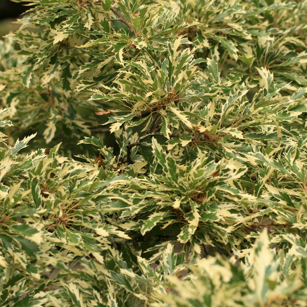 Turkintammi Argenteovariegata