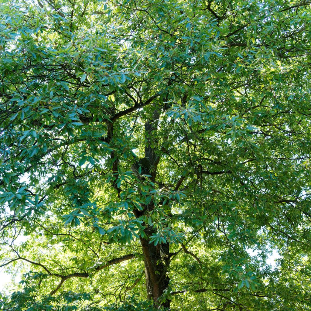Turkintammi - Quercus cerris