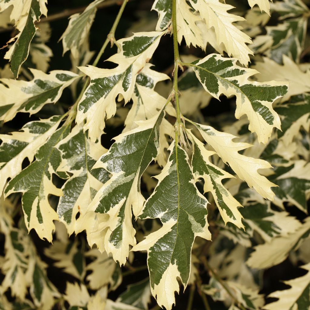 Turkintammi Variegata