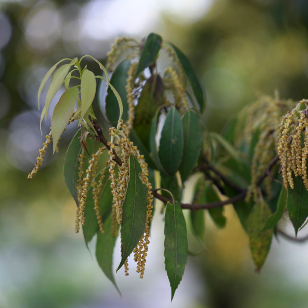 Tamme - Quercus myrsinifolia