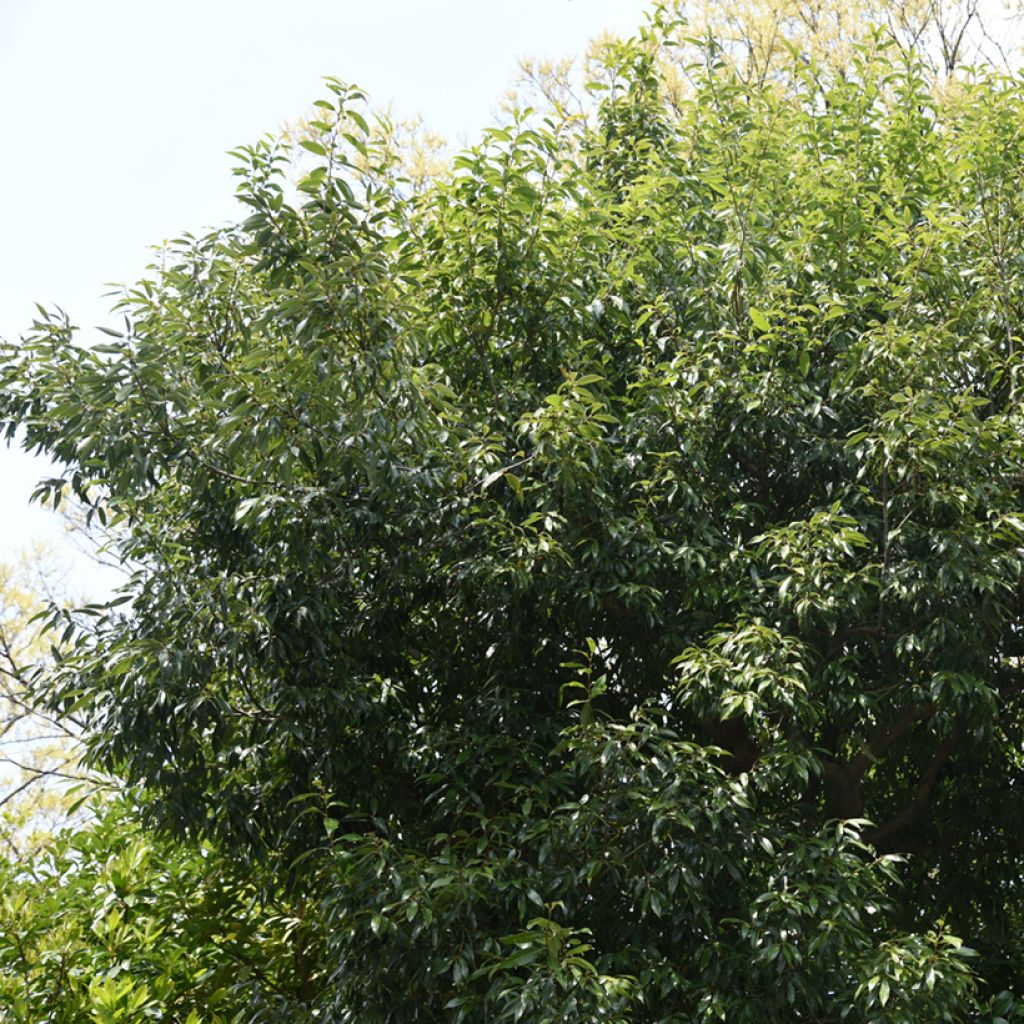 Tamme - Quercus myrsinifolia