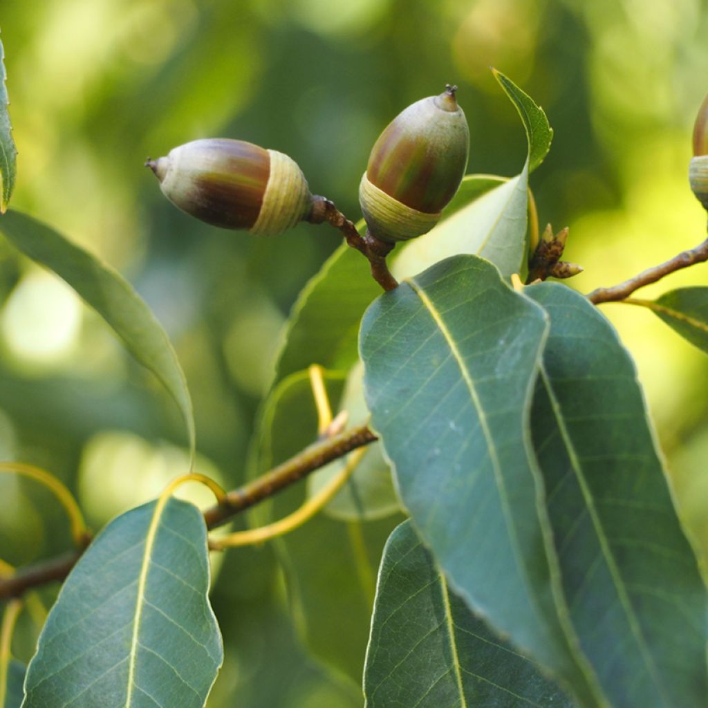 Tamme - Quercus myrsinifolia