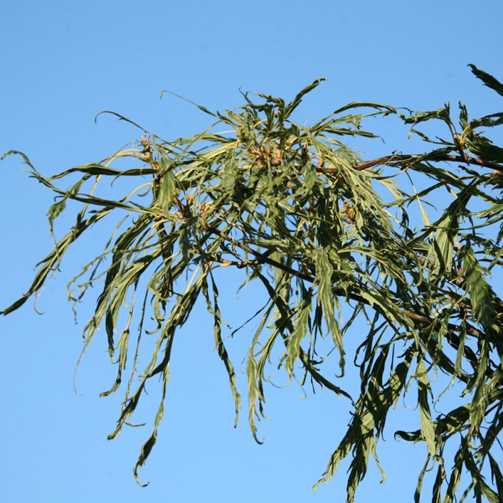 Talvitammi Insecata