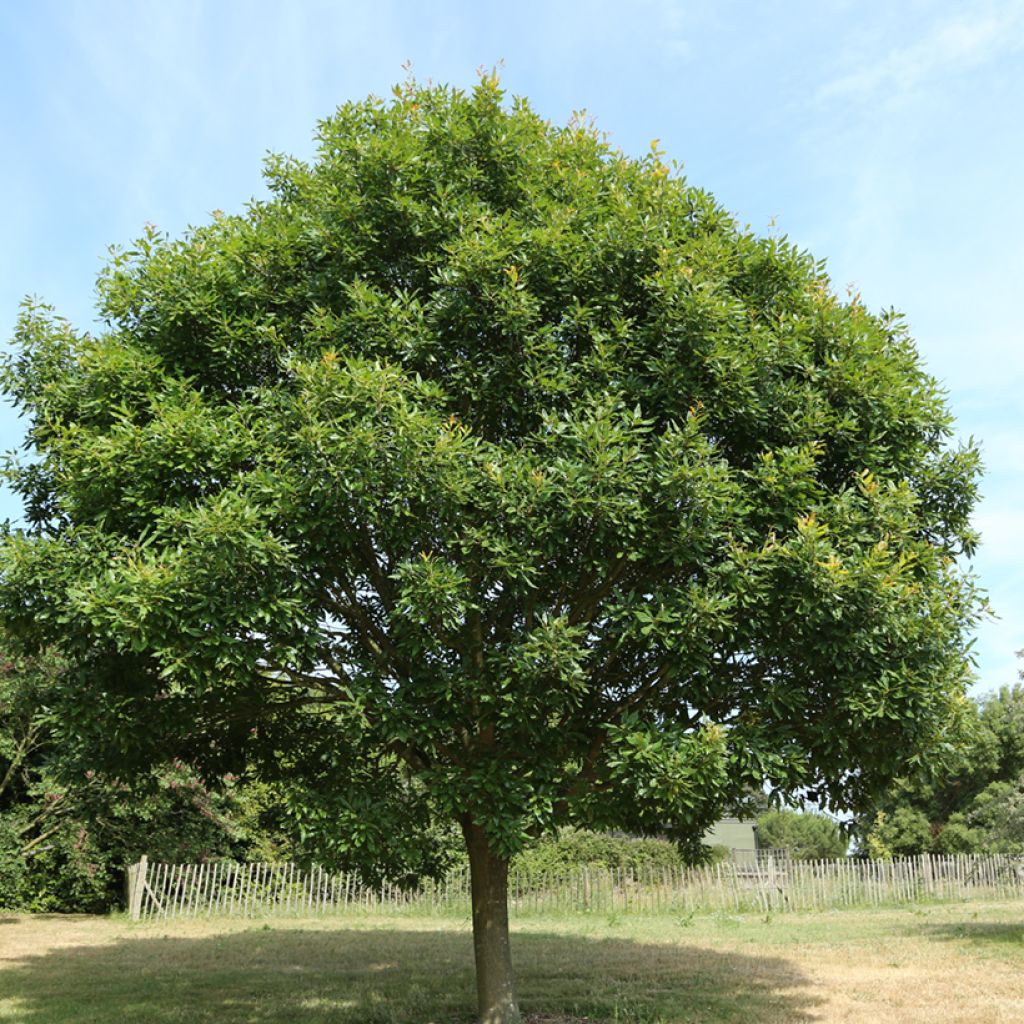 Talvitammi Mespilifolia