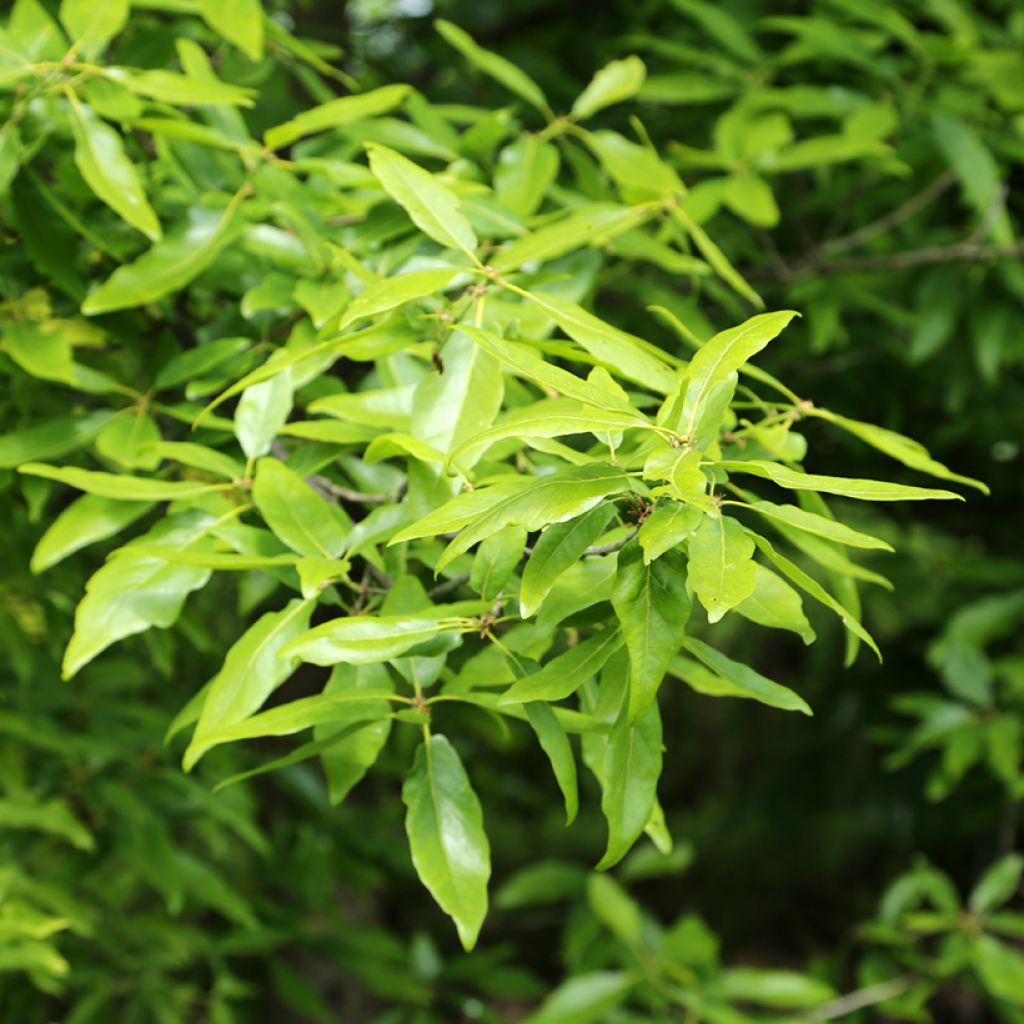 Talvitammi Mespilifolia