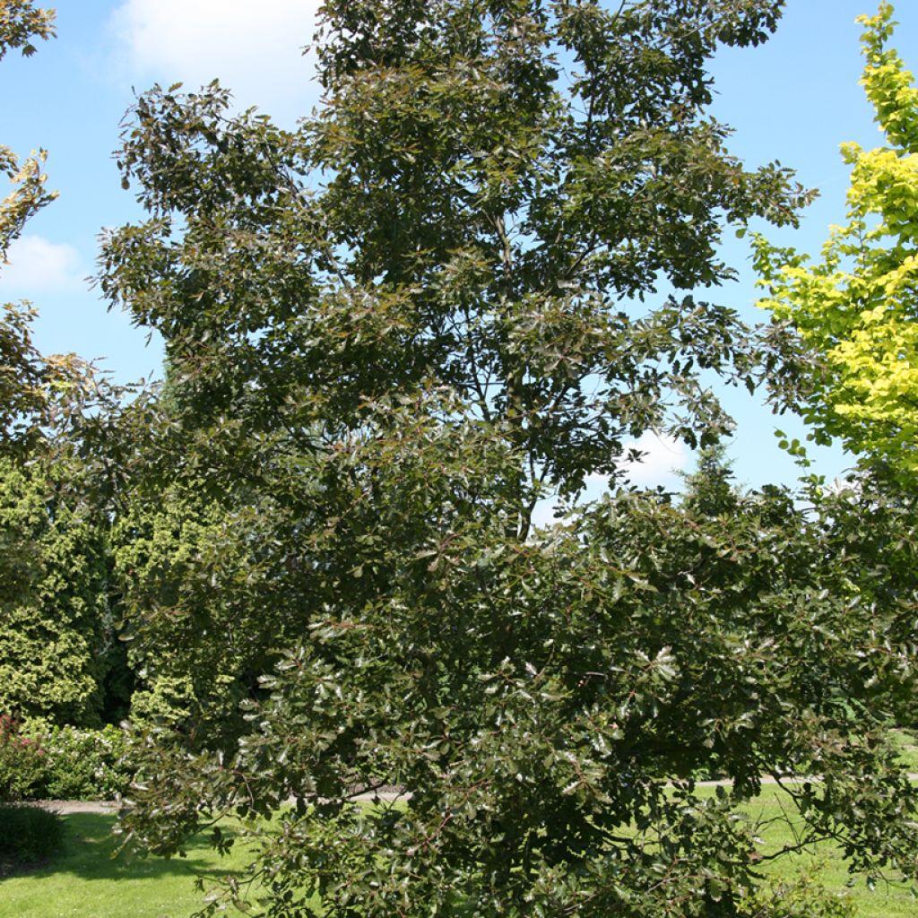 Talvitammi Purpurea