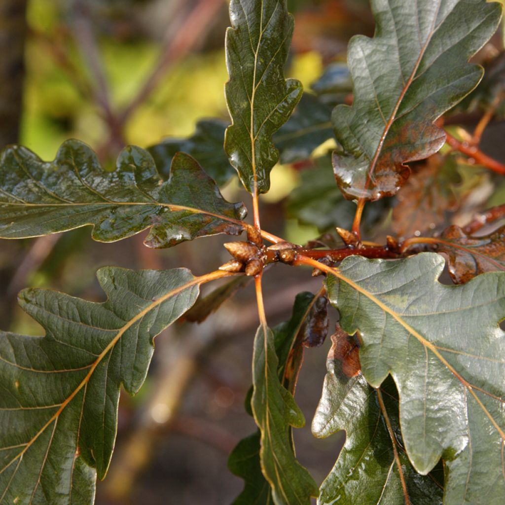 Talvitammi Purpurea