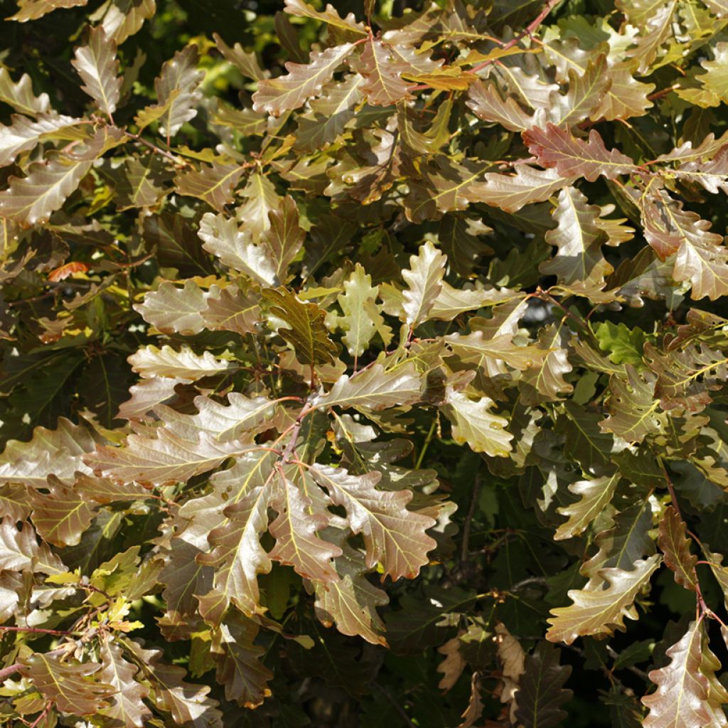 Talvitammi Purpurea