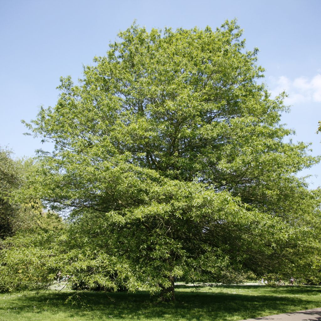 Pajutammi - Quercus phellos