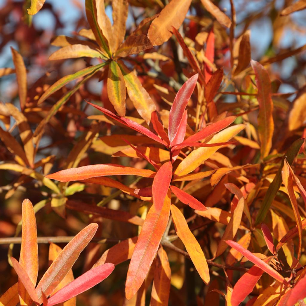 Pajutammi - Quercus phellos