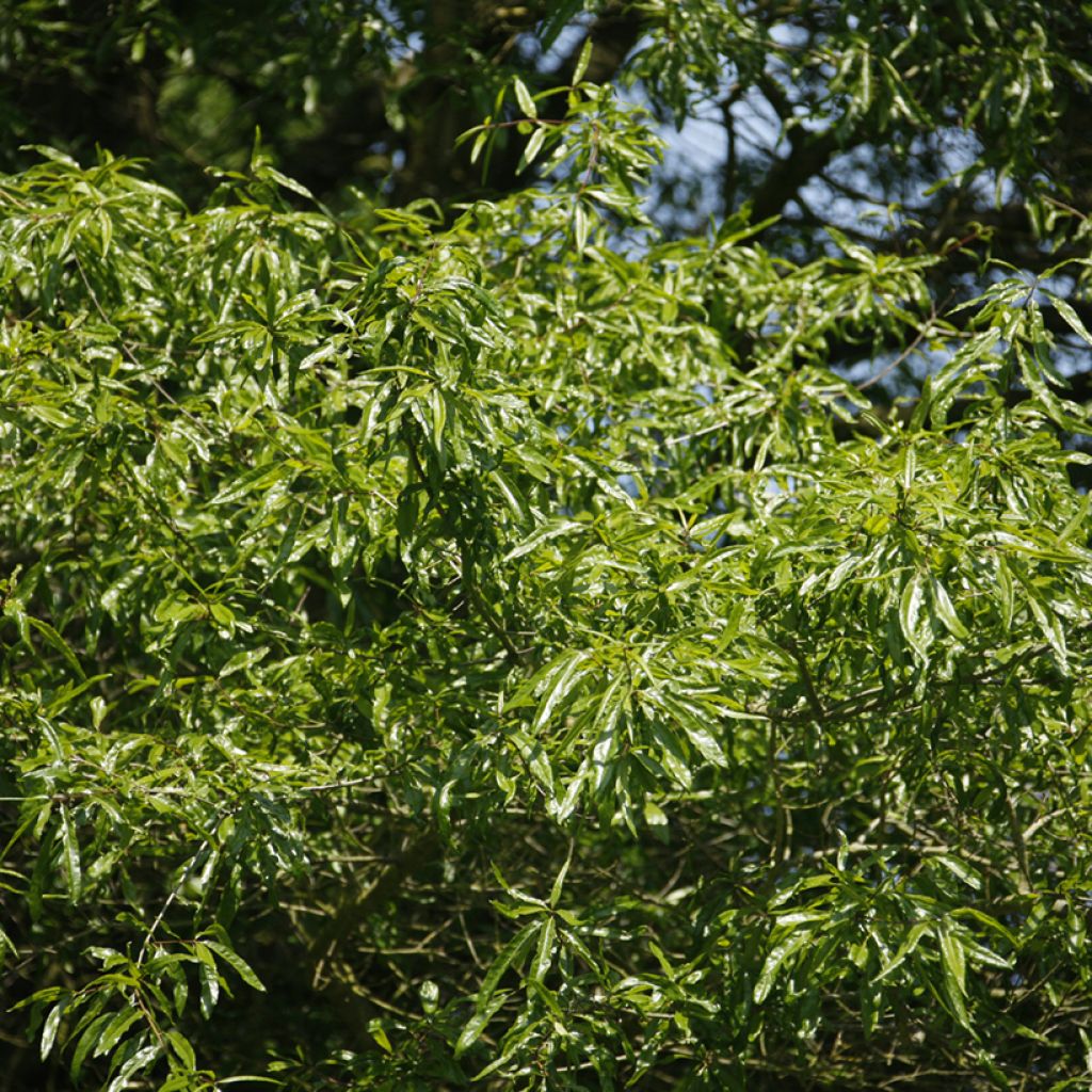 Pajutammi - Quercus phellos