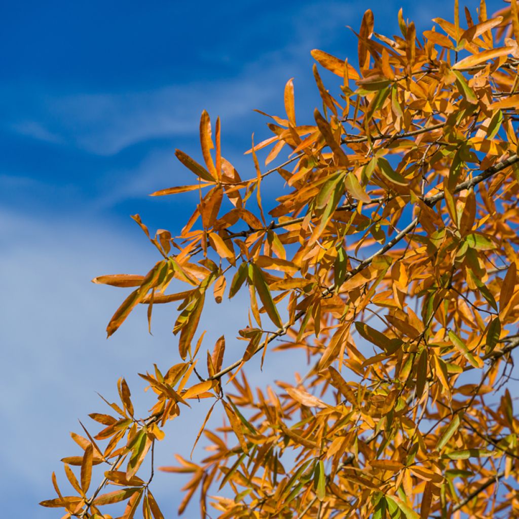 Pajutammi - Quercus phellos