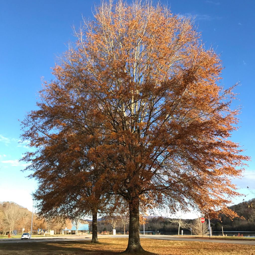 Pajutammi - Quercus phellos