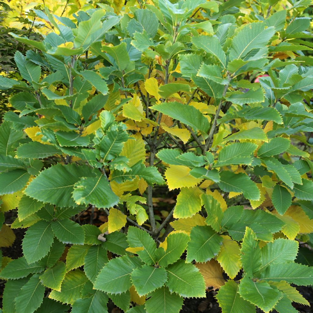 Mustanmerentammi - Quercus pontica
