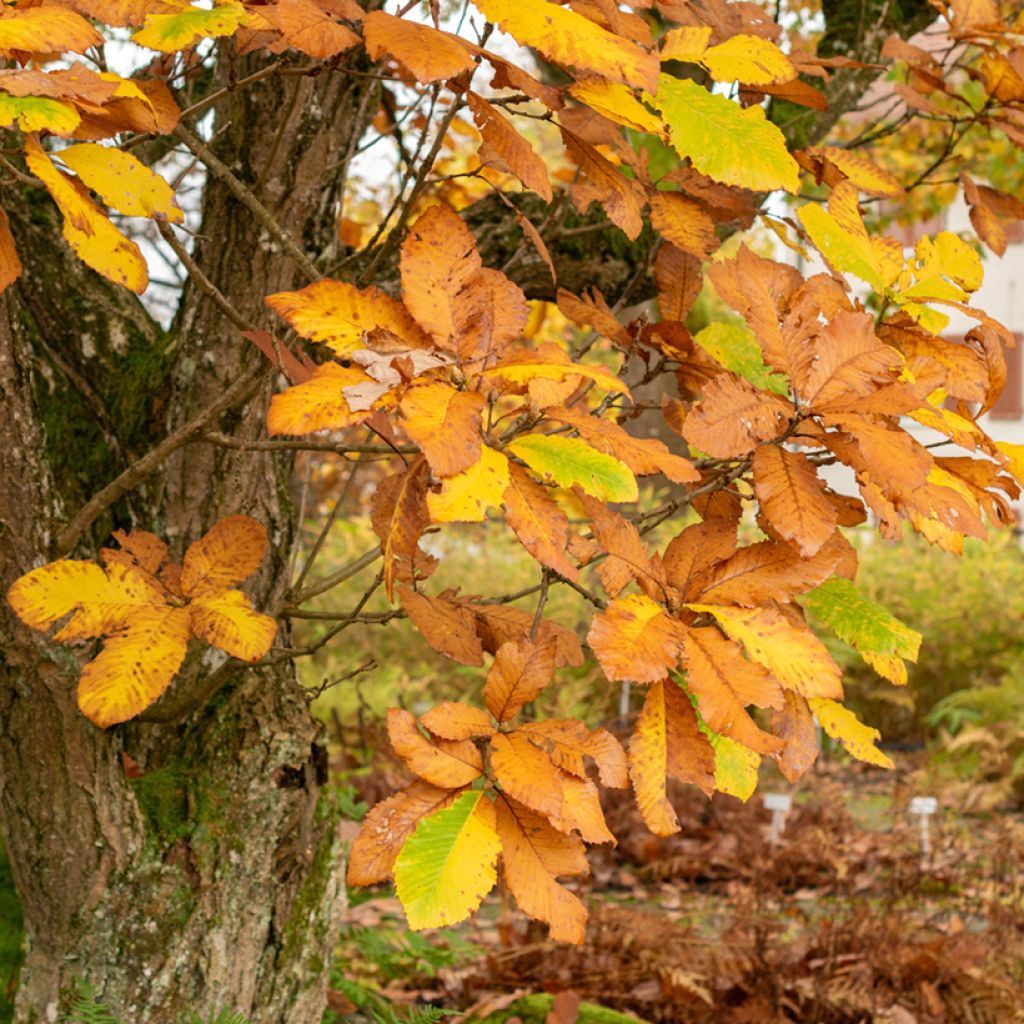 Mustanmerentammi - Quercus pontica