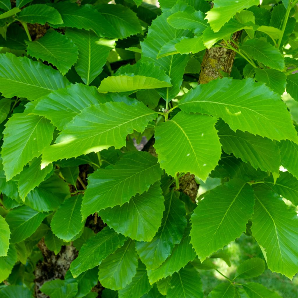 Mustanmerentammi - Quercus pontica