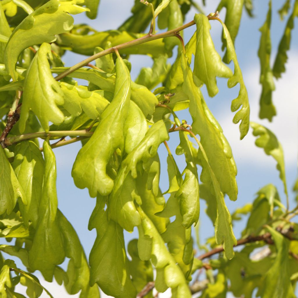 Metsätammi Cucullata