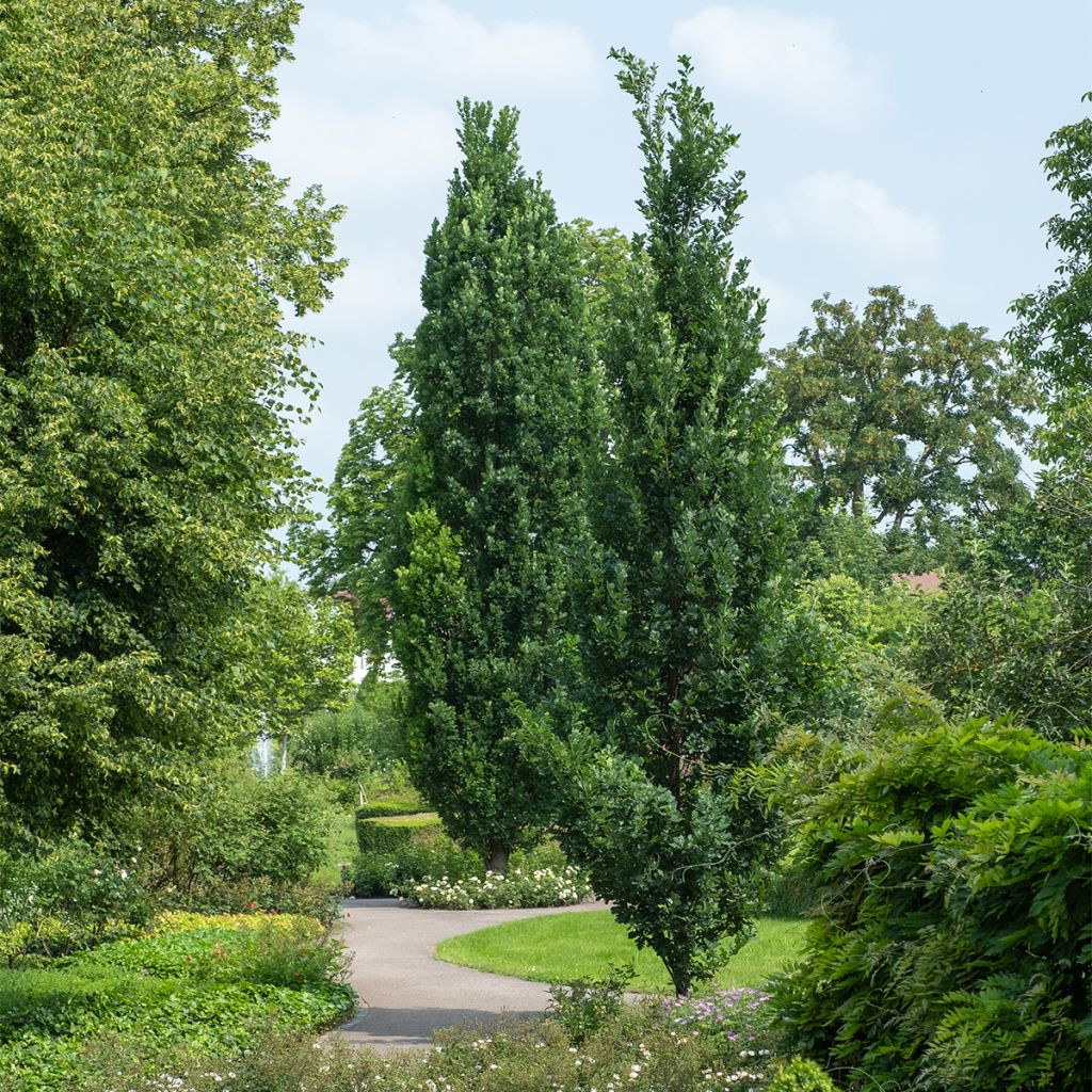 Metsätammi Fastigiata Koster