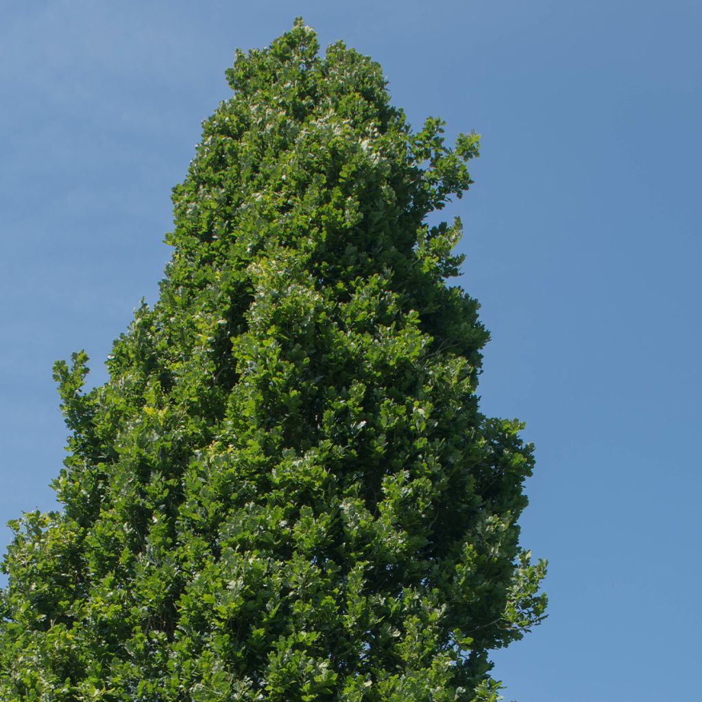 Metsätammi Fastigiata Koster
