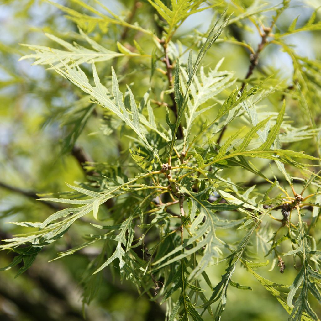 Metsätammi Pectinata
