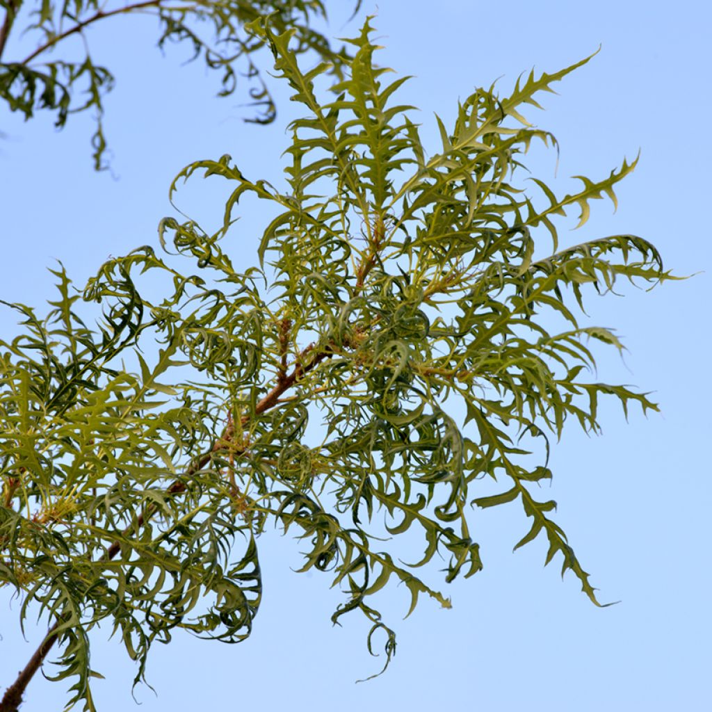 Metsätammi Pectinata