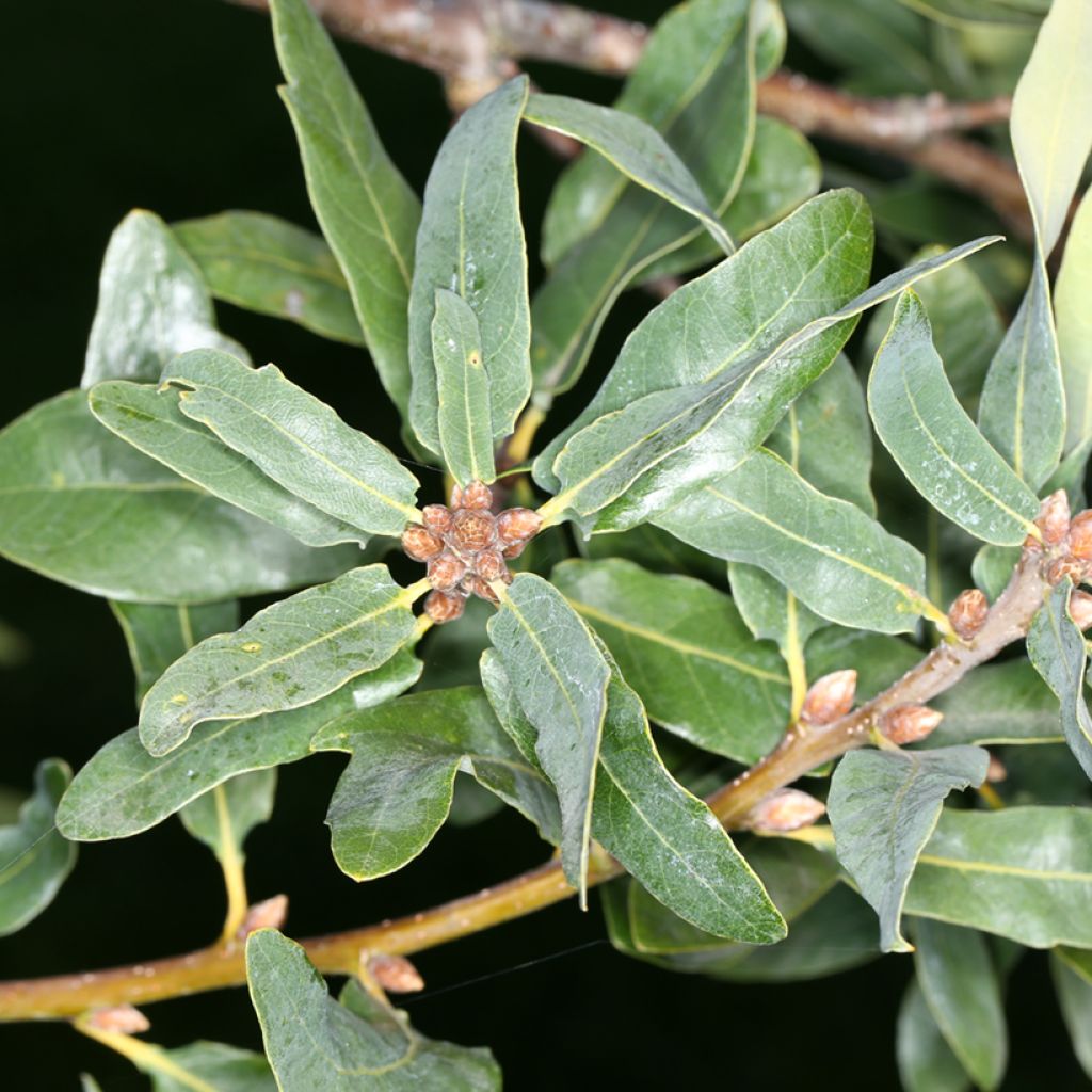 Metsätammi Salicifolia