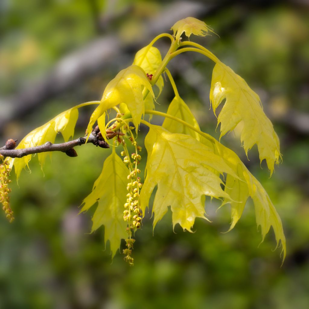 Punatammi Aurea