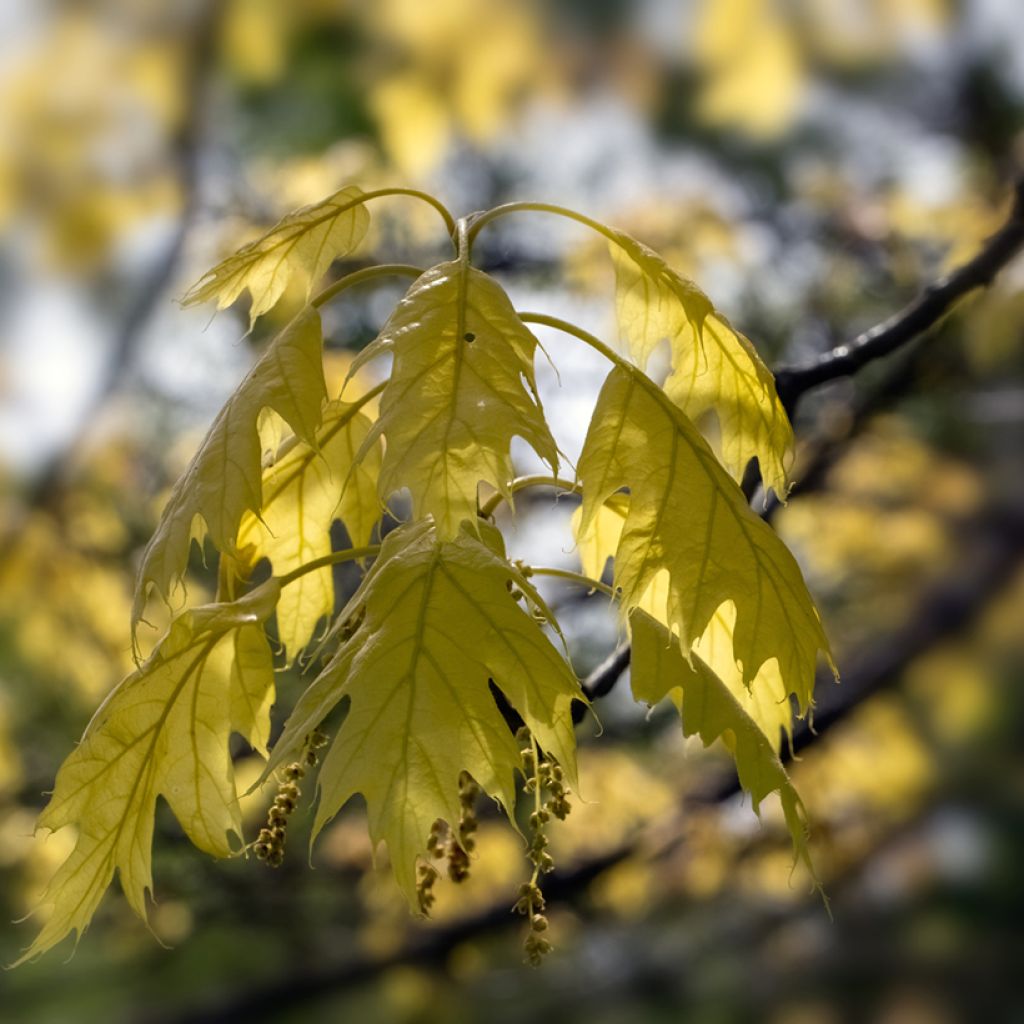 Punatammi Aurea