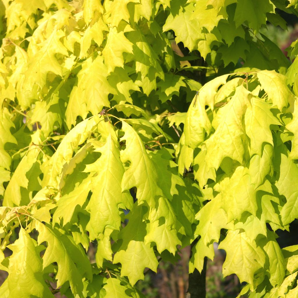 Punatammi Aurea