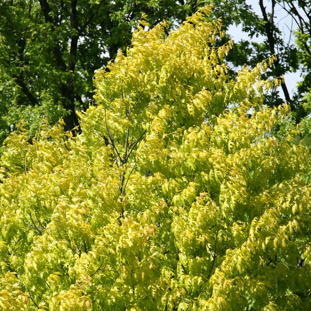 Punatammi Aurea