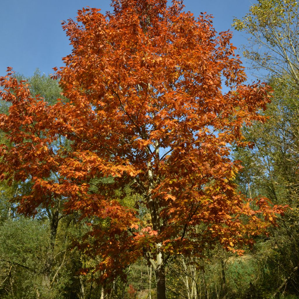 Punatammi - Quercus rubra