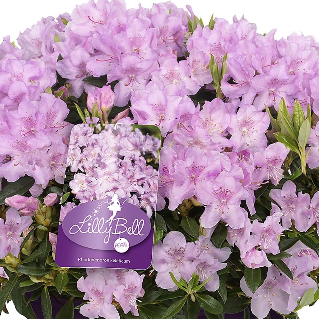 Kääpiöalppiruusu Lilly Bell Pearl